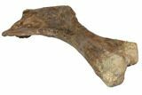 Fossil Hadrosaur (Brachylophosaurus) Articulated Limb - Montana #113082-5